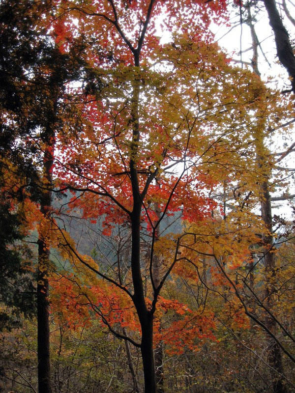 高川山